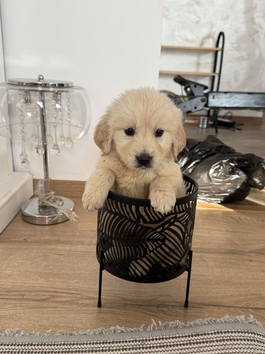 De vanzare Golden Retriever Cu Pedigree Real FCI si teste la zi