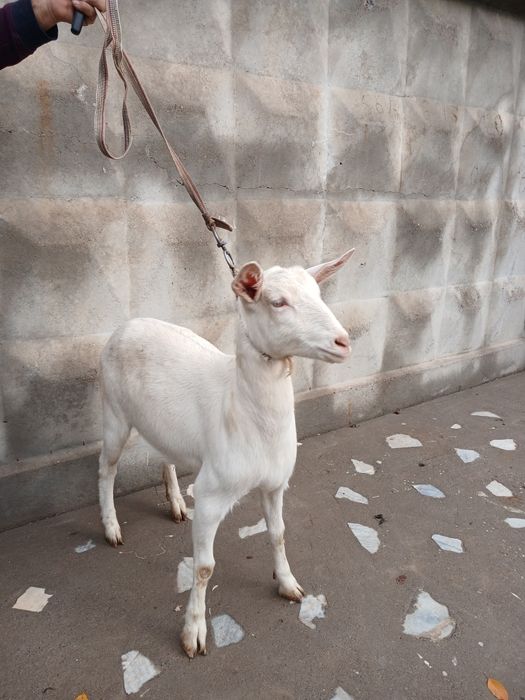 Zanen echki sotiladi 6-7 oylik