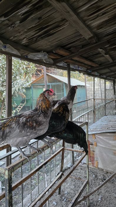 Петухи породы Амераукана, 6 месяцев