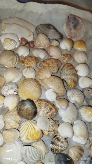 Ракушки маленькие и средние