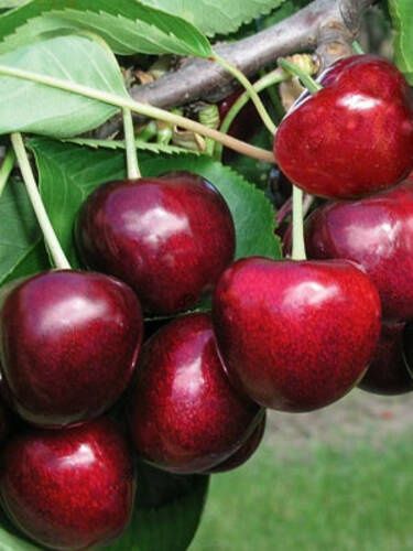 Livram;Plantam Nuci Chandler Aluni Soi.Ciresi. Paulownia RO UE