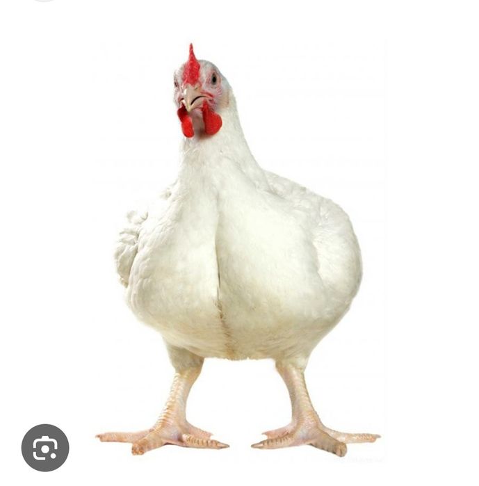 Домашний бройлер