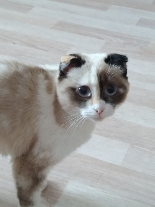Продам породистую кошку