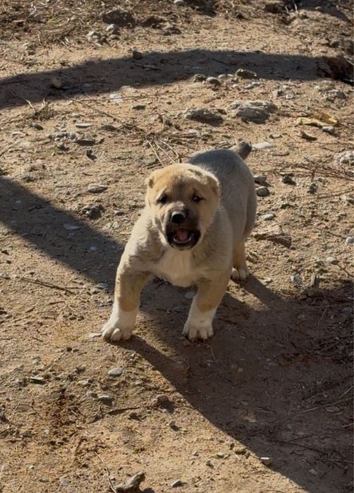 Сао тобет линия тяж