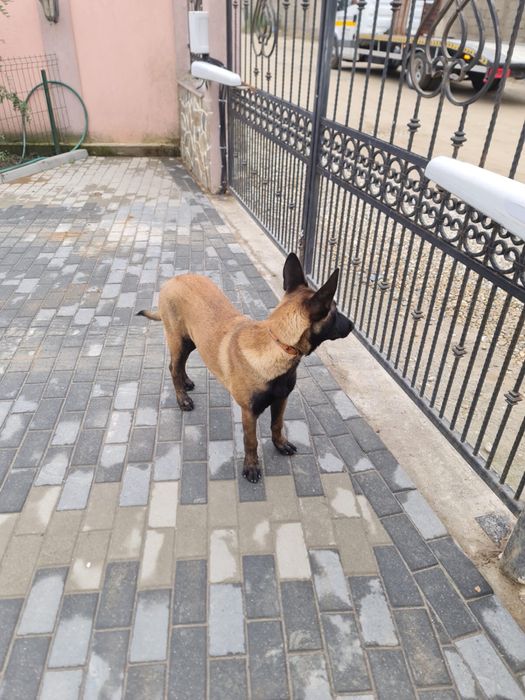 Vand femela ciobnesc belgian malinois