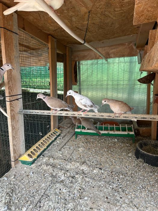 Turturele răzătoare