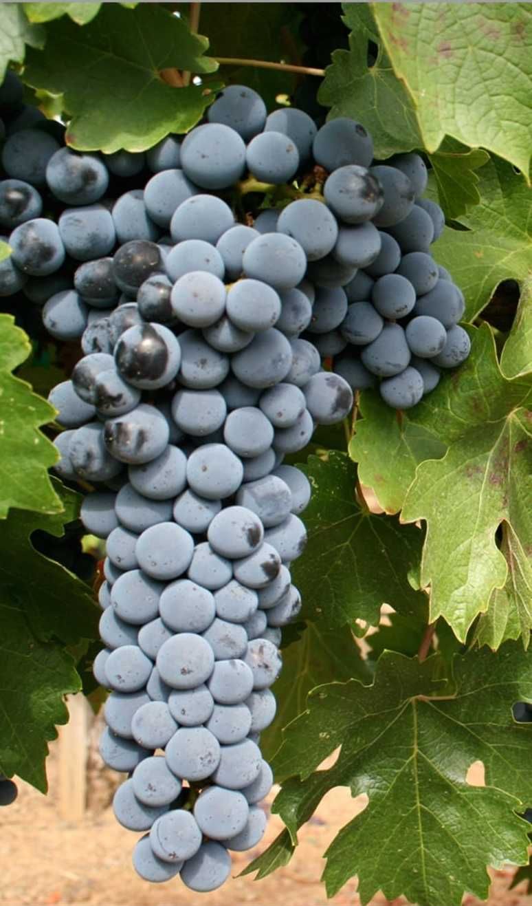 Struguri de vin albi-negri transport gratuit Braila pret de producator
