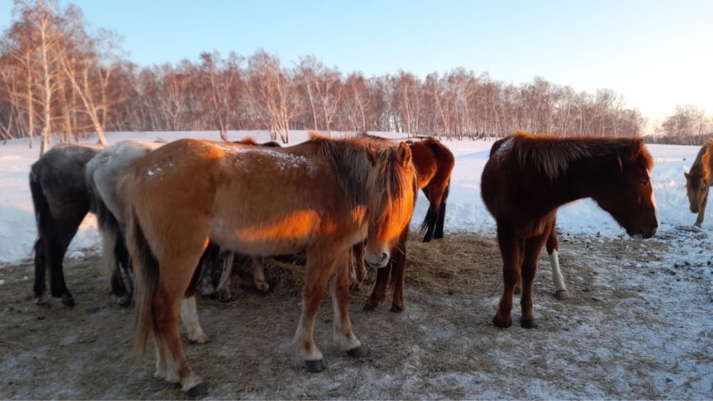 Продам лошадей ОПТОМ!!! (бие, кунан, тай)