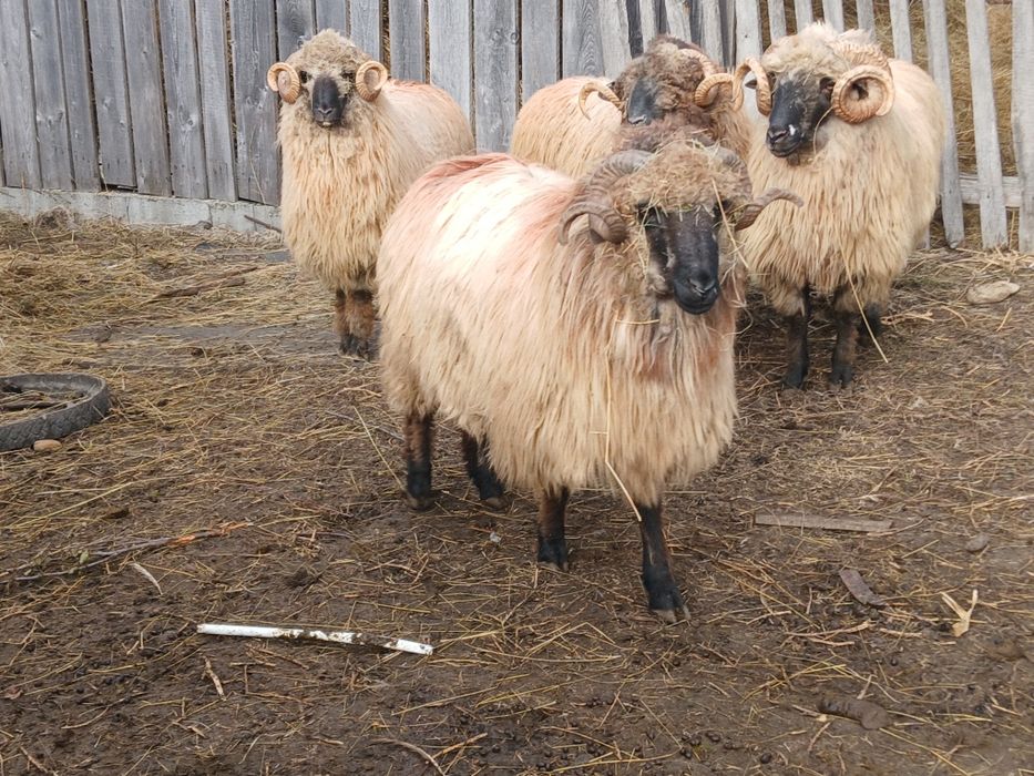 Vand berbeci bucalai