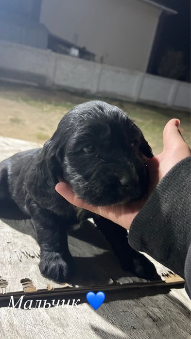 Продам щенят Русского охотничьего спаниеля