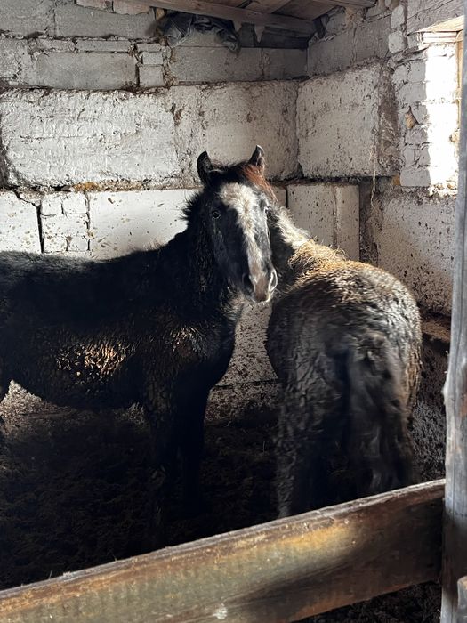 Продам польора годовалые стоят на откорме больше 3 месяцев.