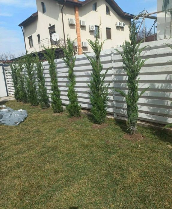 Leylandi toate inaltimile prindere 100%