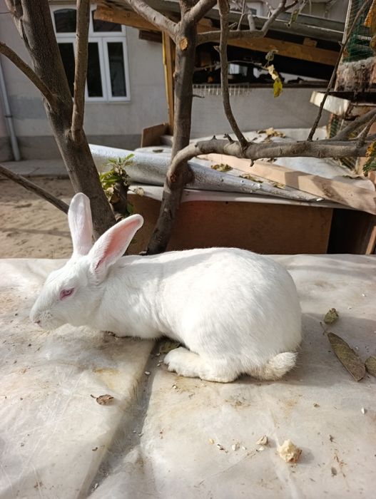 Hikol para 6 oydan owkan tayyor quyonla