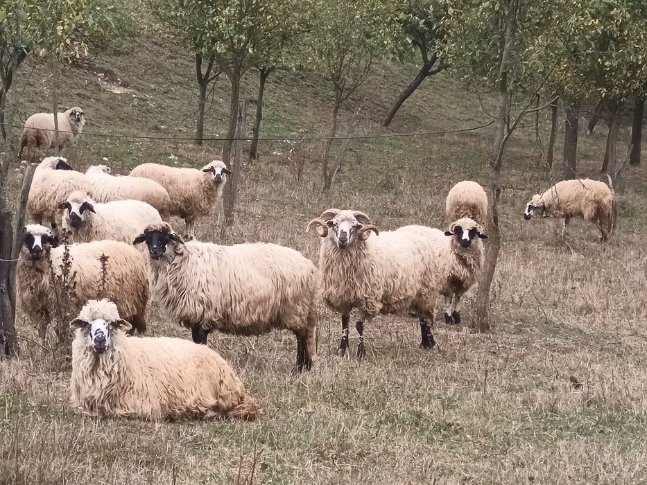 Oi de  rasa vânzare