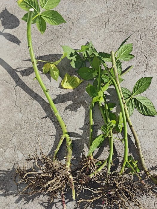 Продам саженцы ежемалины