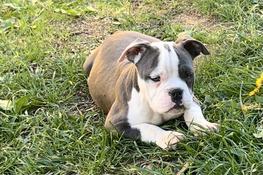 American Bully Femela