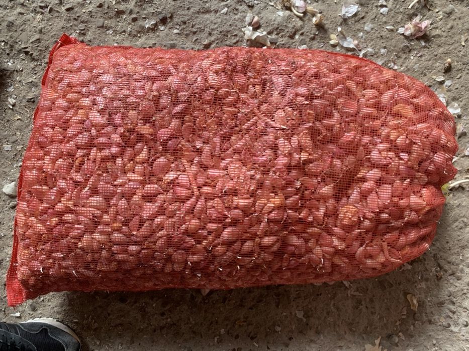 Vand usturoi soi national si chino pentru plantat