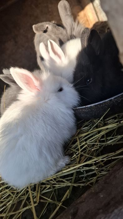 Vând iepuri cap de leu