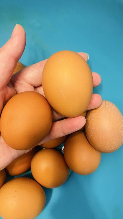 Продам домашние яйца. Вес 55-65гр. Без опта. Без тары. Эколог. чист.
