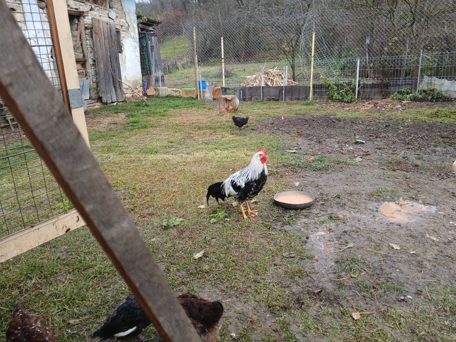 Vând cocoş Italian argintiu 4 luni