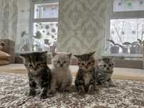 Продам шотладские породистые котята