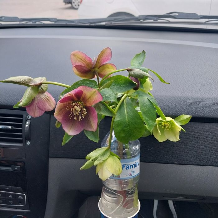 Гул ва Кочатлар сотилади