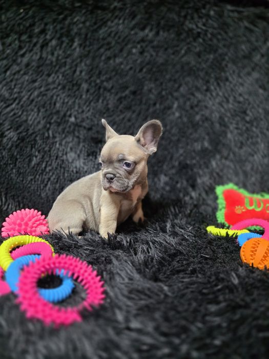 Bulldog francez blue fawn sable