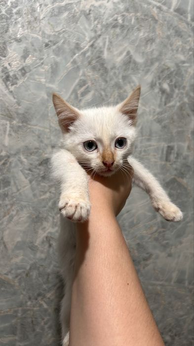 Котик ищет свой дом!