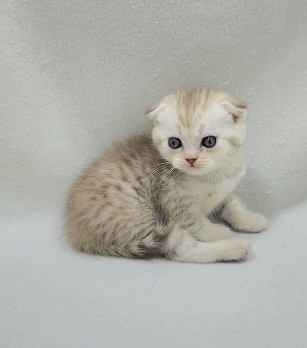 мальчик Скотиш фолд