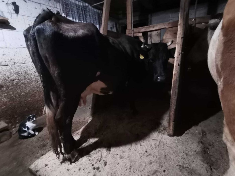 Vând vacuta gestanta