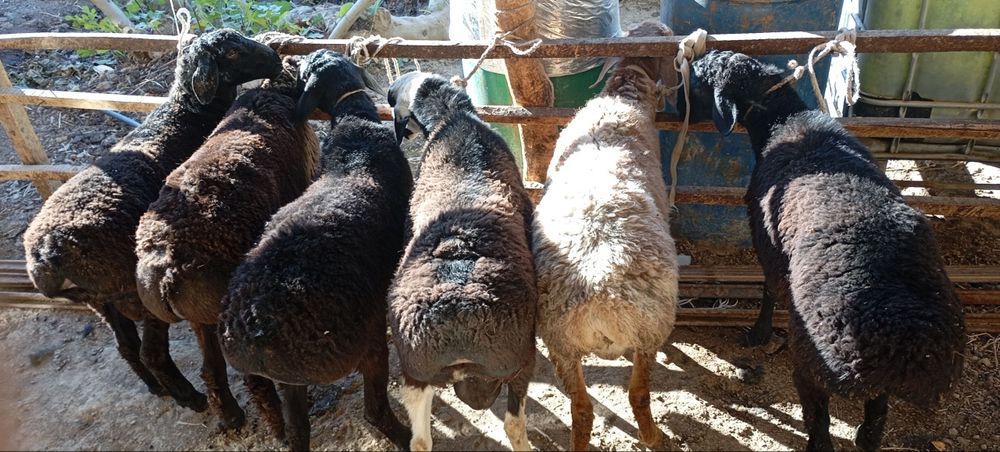 Qoʼcqorlar sotiladi soni 6 dona sogʼlom yeb ichishi zoʼr