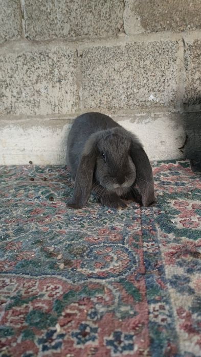 Berbec german rasă mare