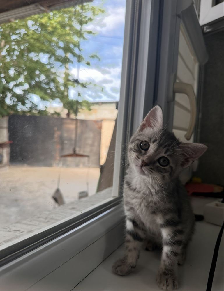 Отдам в добрые руки очаровательную котёнку!