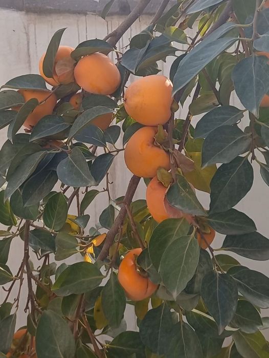 Xurmo sotiladi yashiklanib turibdi.