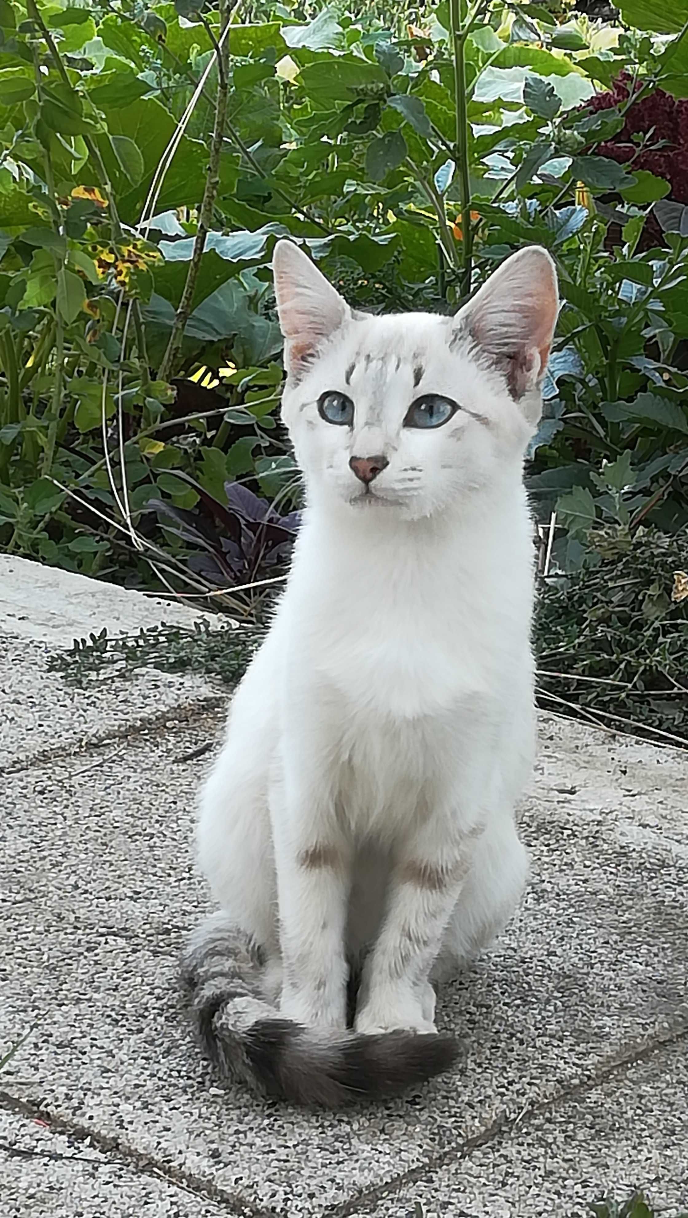 Бяло коте на 5 месеца