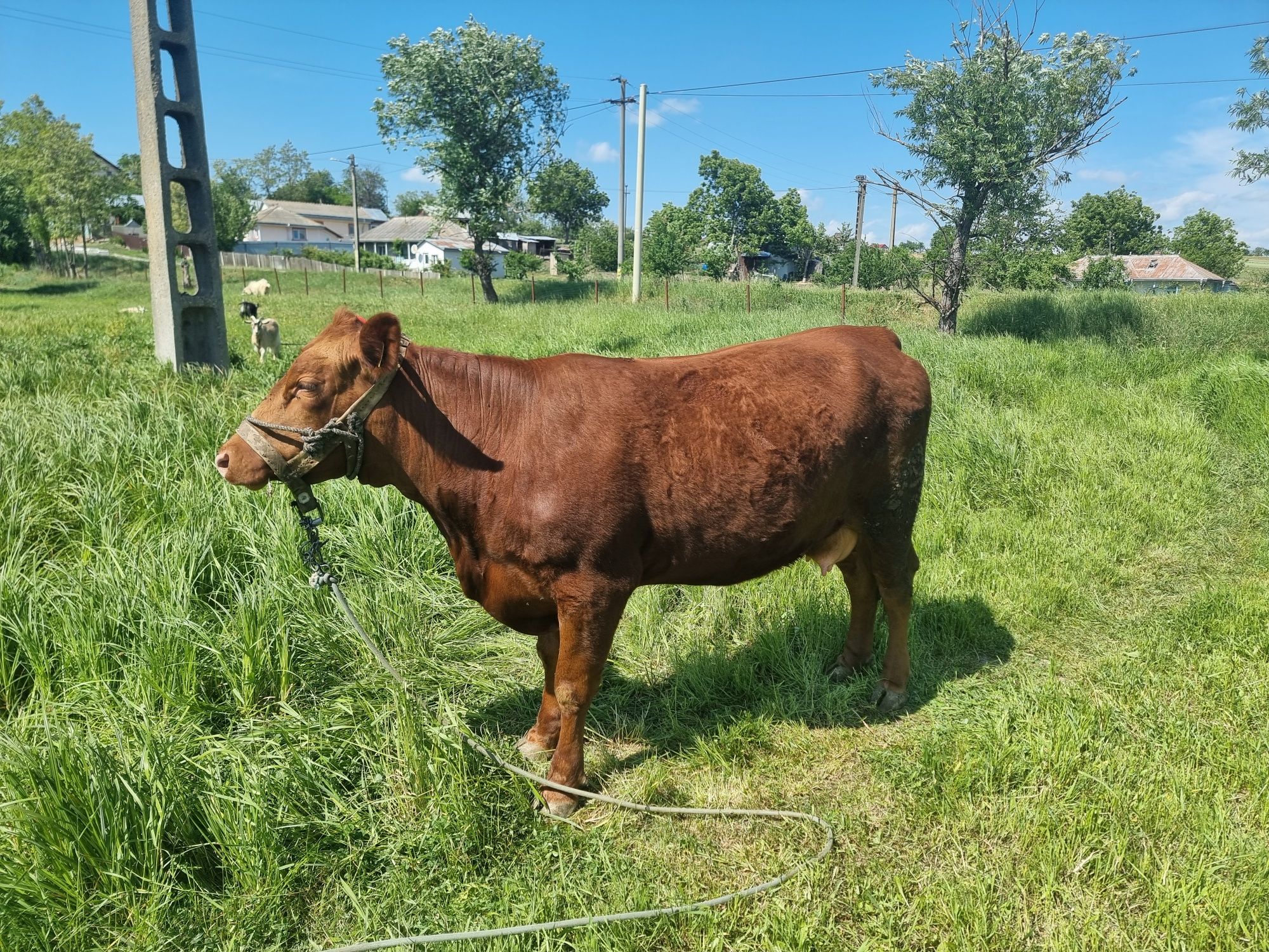 Vând vaca belgiana și o junica Angus cu vitel