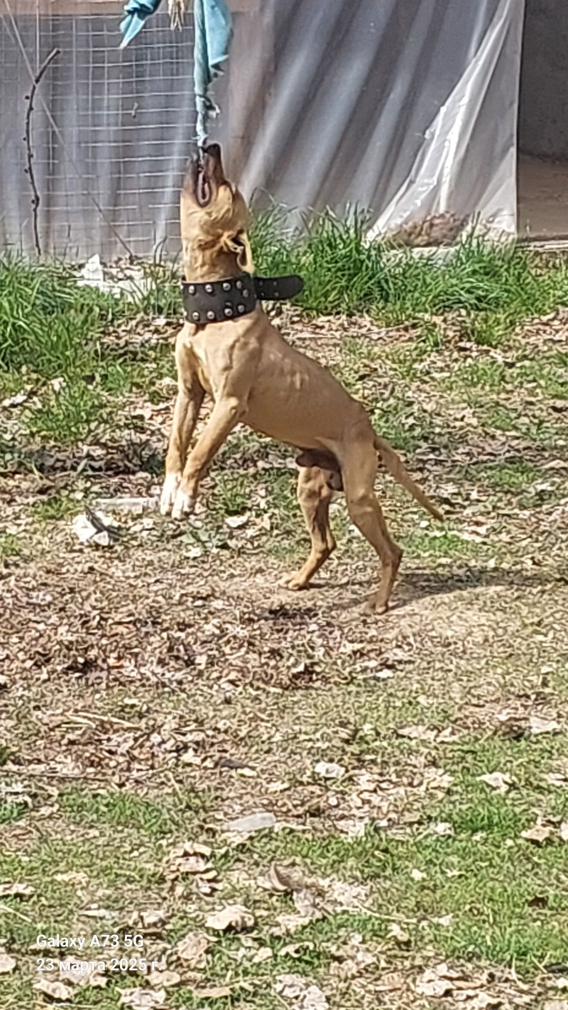 Pitbul sotiladi raduxasi bor 15 -16 kg atrofida 1 yashar it kabel