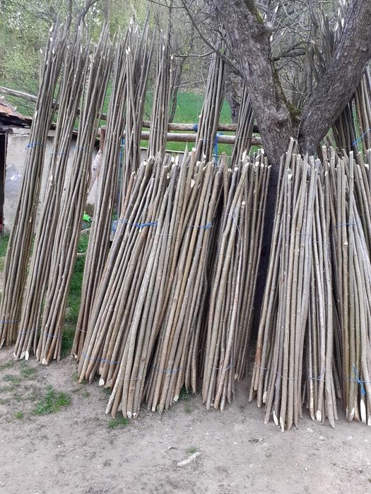 Pari de fasole și de Roșii la 2 lei buc