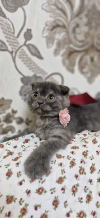 Zotdor mushuk bolasi sotiladi