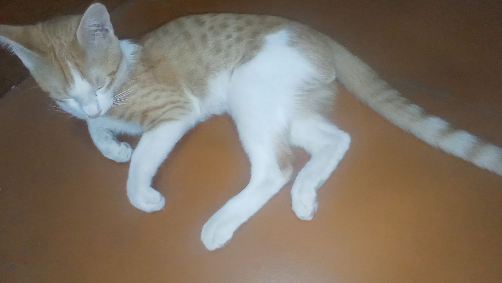 Mushuk erkak 6 oylik