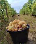 Avem struguri de vin
