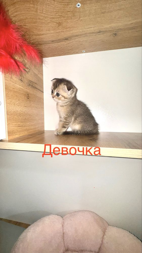 Продаётся чистокровный котята