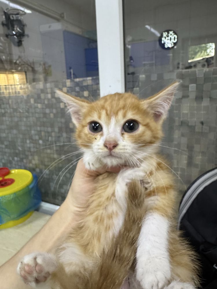 Рыжие котята ищут дом
