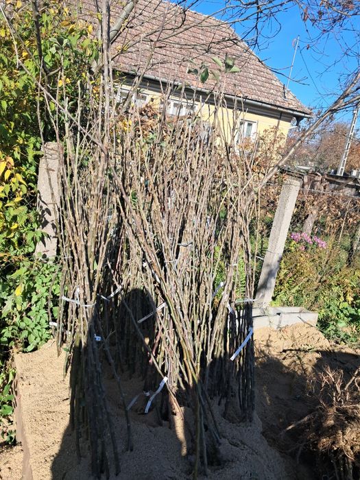 Pomi fructiferi de vanzare