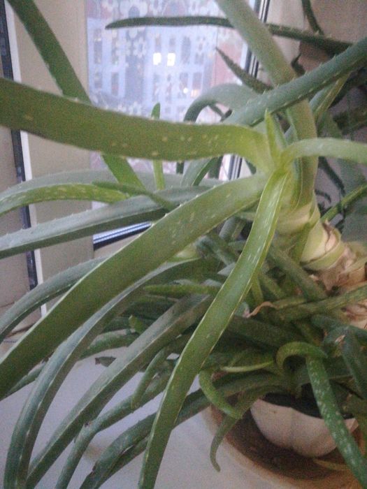 Продам алое Вера