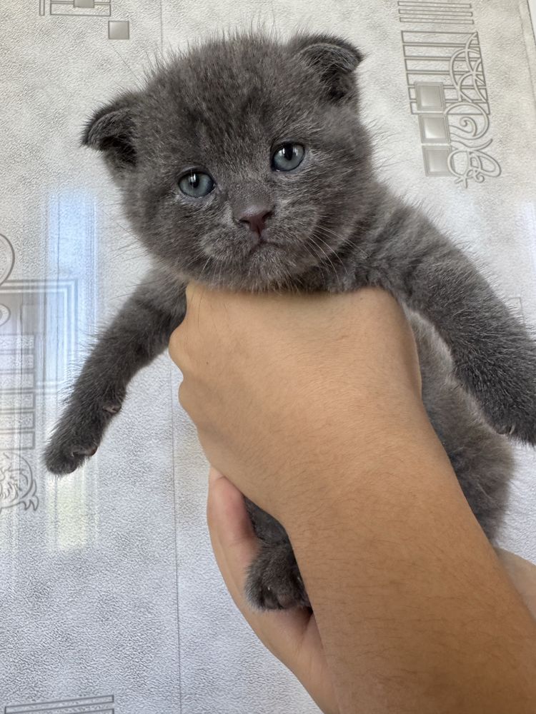 Продаются породистые котята скотиш фолды и страйт