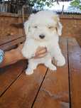 Bichon havanez alb cu pete maro