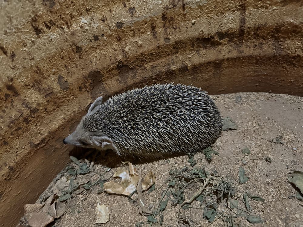 Tipratikan xolpishtak zuridan