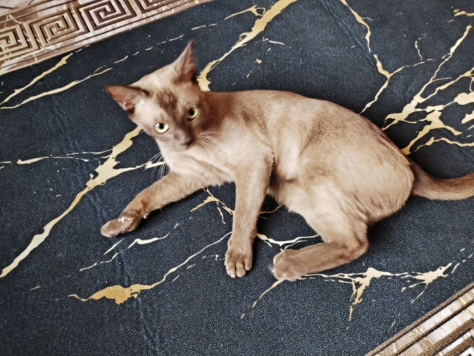 Кот европейсиая БУРМА