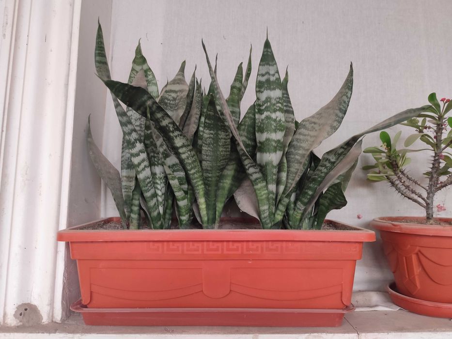 Комнатные цветы Сансевиерия